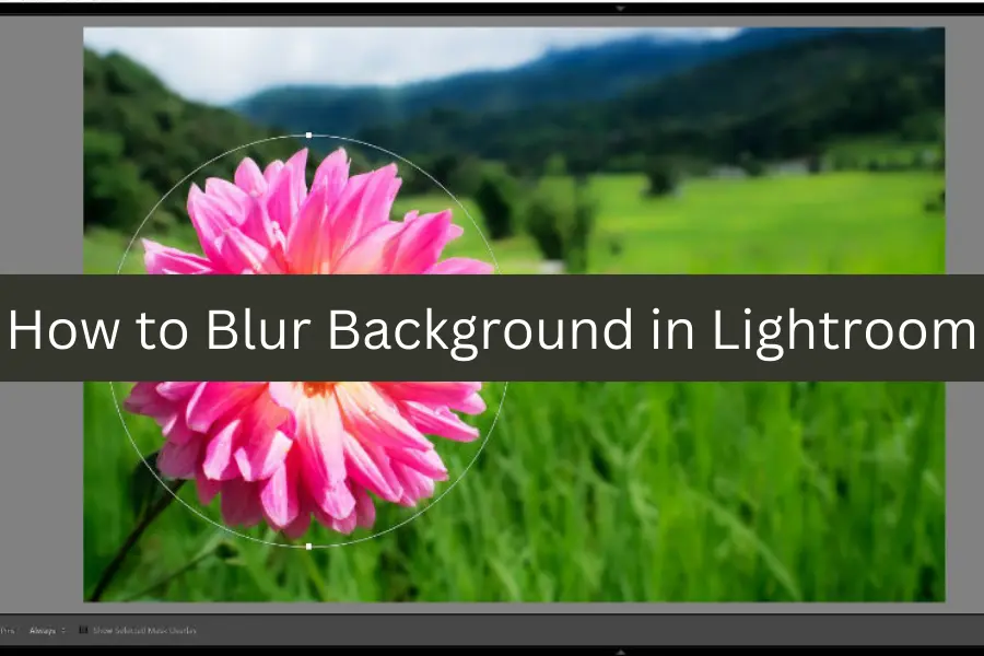 How to Blur Background in Lightroom